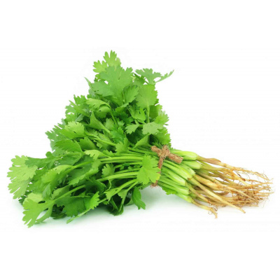 coriander