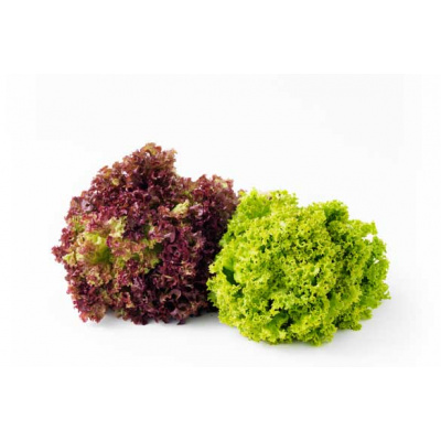 fresh-grown-red-green-coral-lettuce-suppliers-wholesalers-hydro-produce-australia