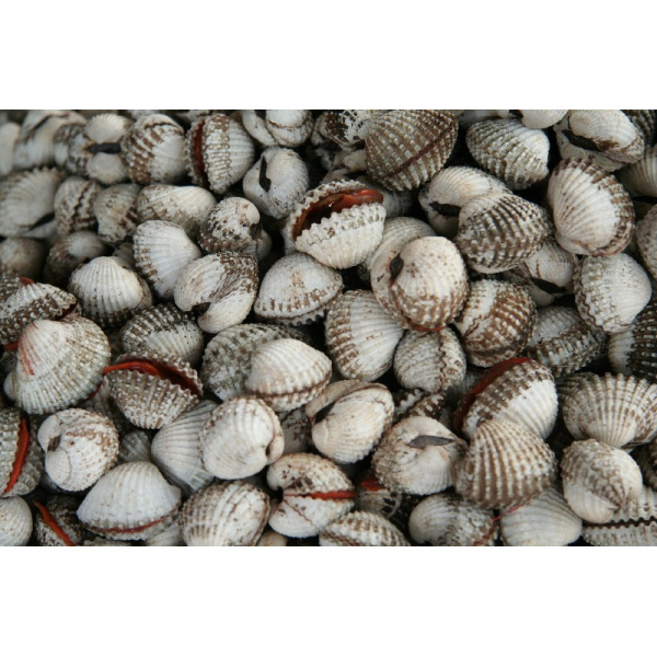 kerang-lagi