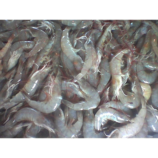 yosriudangminyak